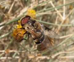Copestylum apiciferum