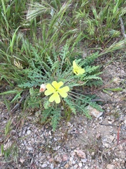 Oenothera primiveris primiveris