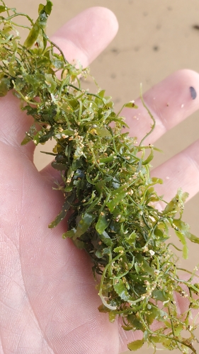 Sargassum aquifolium observed 2023-12-18