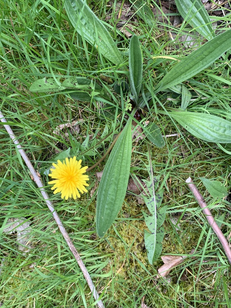 Taraxacum ronae
