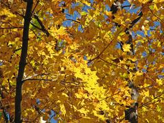 Acer pictum