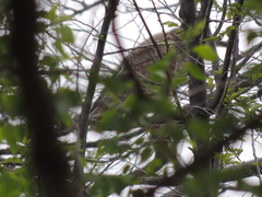 Nycticorax nycticorax