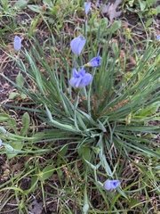 Sisyrinchium pruinosum