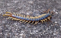 Ethmostigmus rubripes