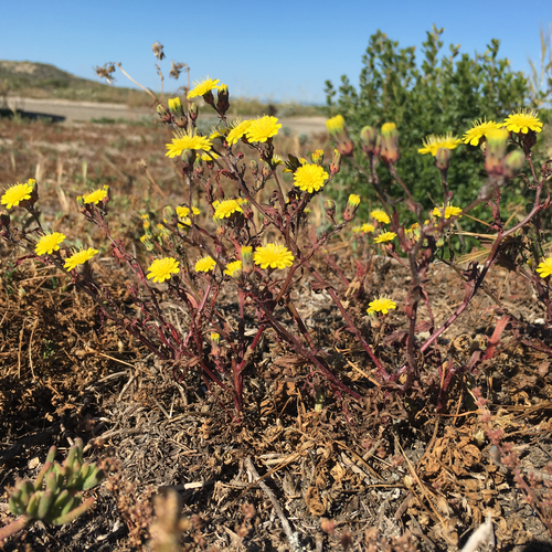 leafy desertdandelion (Malacothrix foliosa ssp. foliosa)