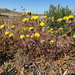 Leafy Desertdandelion - Photo (c) Gena Bentall, some rights reserved (CC BY-NC), uploaded by Gena Bentall
