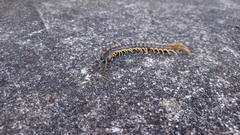 Ethmostigmus rubripes