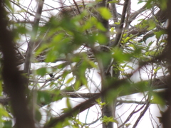 Nycticorax nycticorax