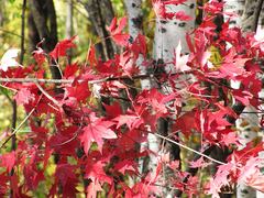 Acer pictum