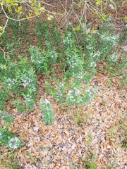 Amsonia tabernaemontana