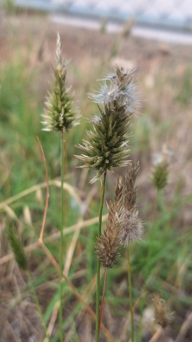 Image of Enneapogon nigricans by no rights reserved