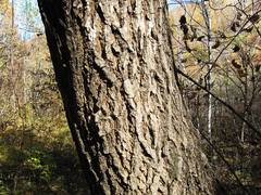 Acer pictum