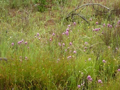 Castilleja densiflora gracilis