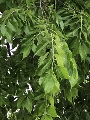 Ulmus americana