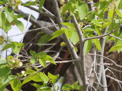 Nycticorax nycticorax