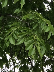 Ulmus americana