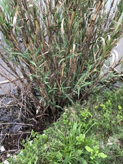 Arundo donax