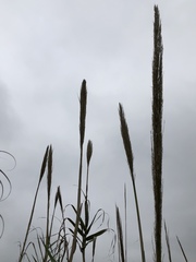 Arundo donax