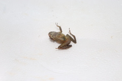 Pristimantis prolatus