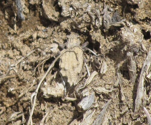 Sysciophthalmus bruchi