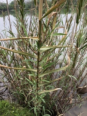 Arundo donax