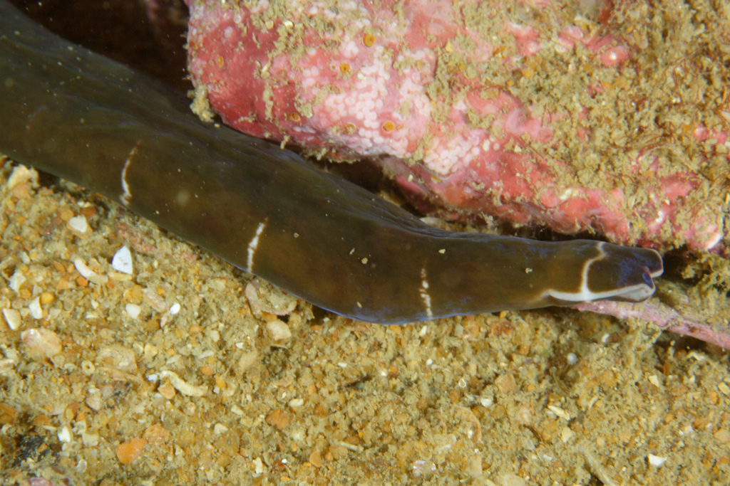 Notospermus