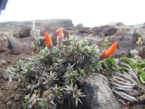Image of Anarthrophyllum desideratum by (c) Matias Cabezas, some rights reserved (CC BY)