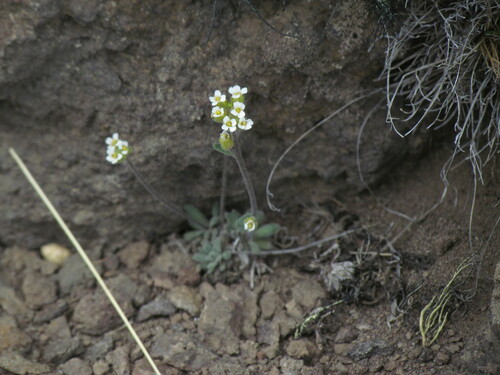 Draba magellanica, photograph 3