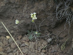 Draba magellanica, photograph (c) Matias Cabezas, some rights reserved (CC BY)