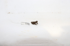 Dendropsophus parviceps