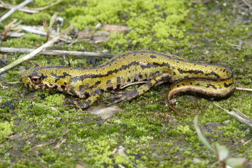 Lisbon pygmy newt