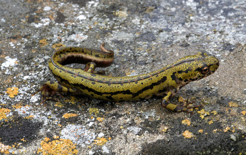 Lisbon pygmy newt