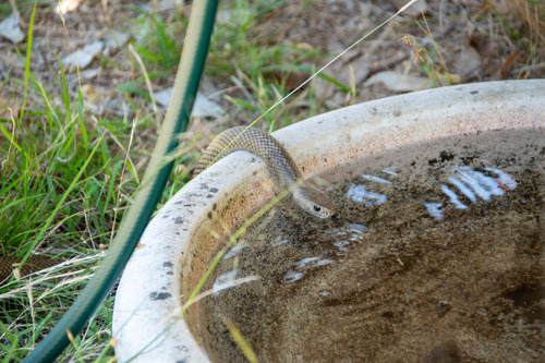 Eastern Brown Snake sighting