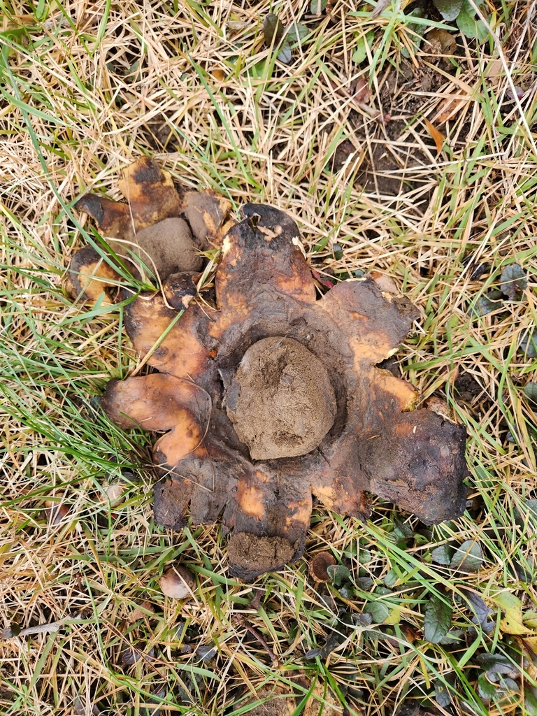 Many rooted earthball from browns mills pemberton township nj 08015