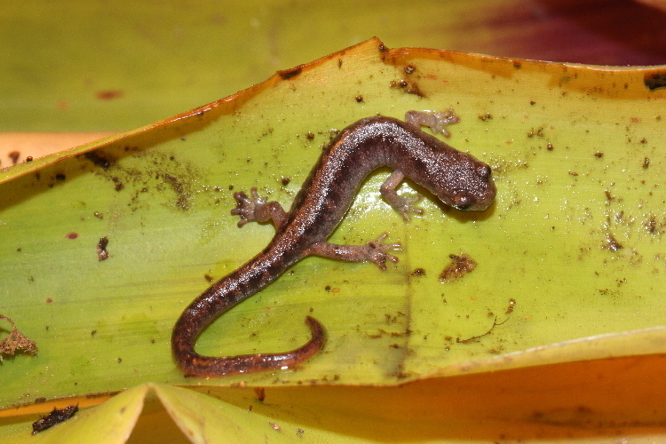 Orange-Tailed Agile Salamander