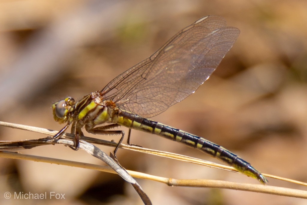 Oklahoma Clubtail