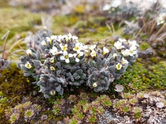Draba magellanica, photograph (c) Flavien Saboureau, some rights reserved (CC BY)