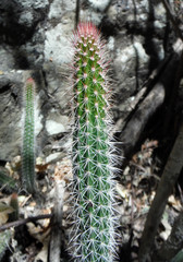 Nyctocereus serpentinus