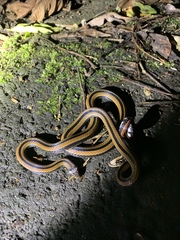 Sinomicrurus sauteri