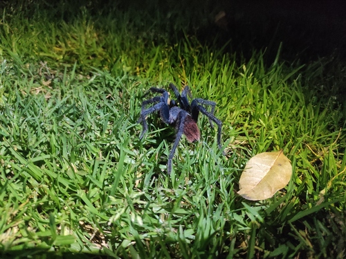 Thrixopelma choquequirao
