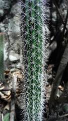 Nyctocereus serpentinus
