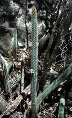 Nyctocereus serpentinus