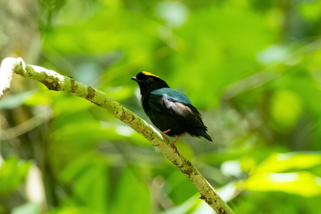 Blue-backed Manakin