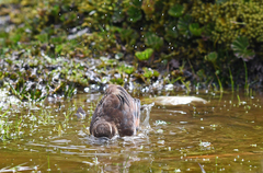 Cinclodes albidiventris