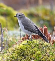 Muscisaxicola alpinus