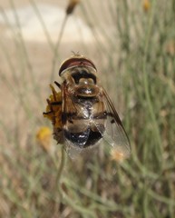 Copestylum apiciferum