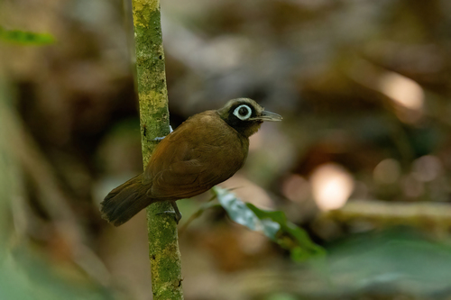 Hairy-crested Antbird