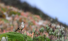 Cinclodes albidiventris