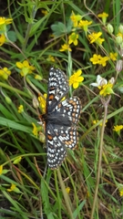 Euphydryas editha bayensis