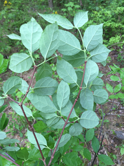 Calycanthus floridus